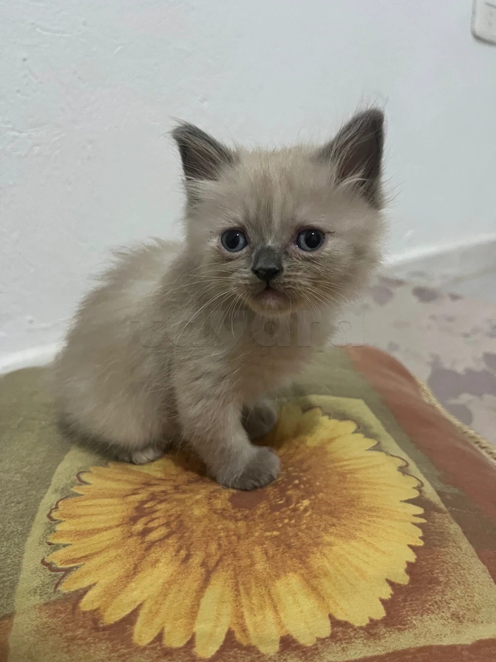 Chaton