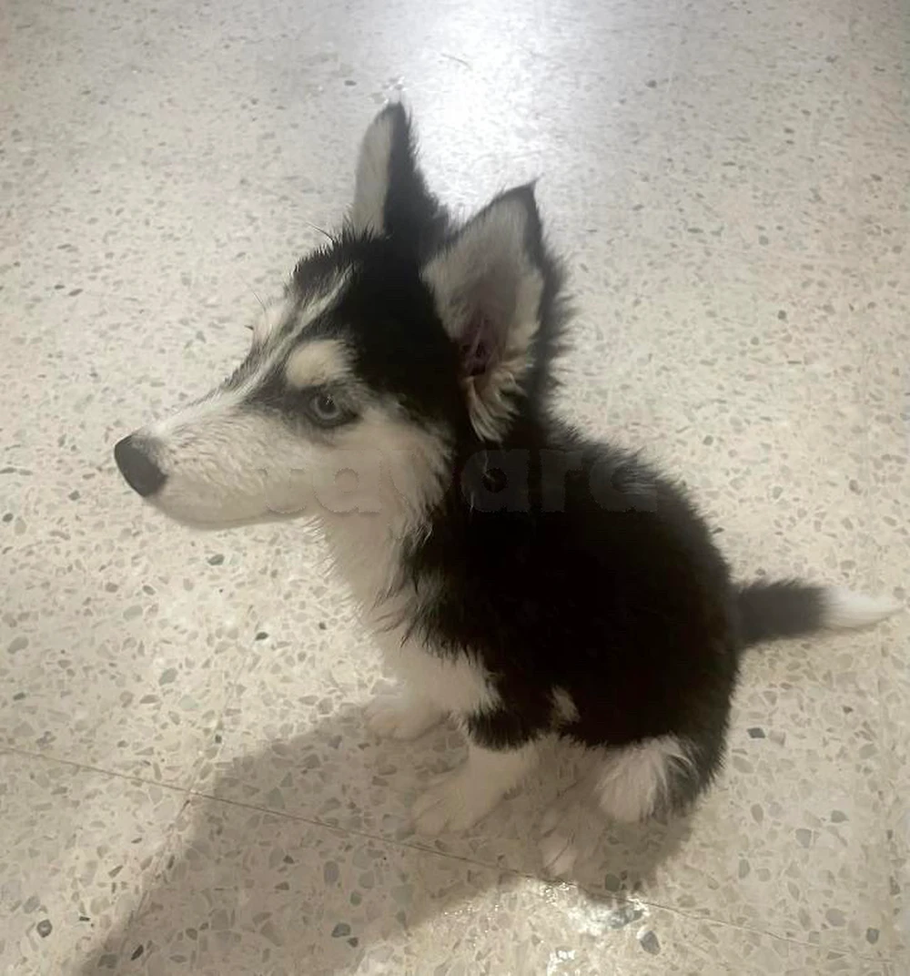 Husky Sibérien – Vacciné avec carnet – Sousse
