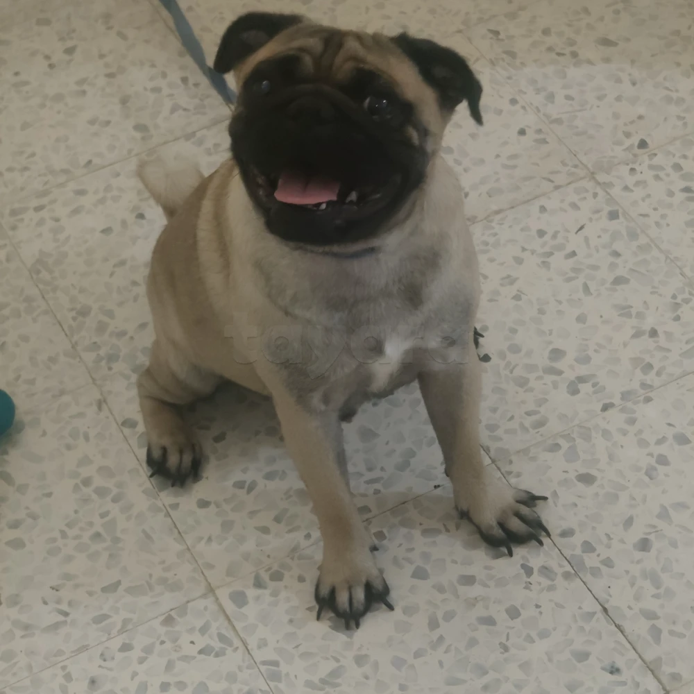 Super Carlin à vous vendre !