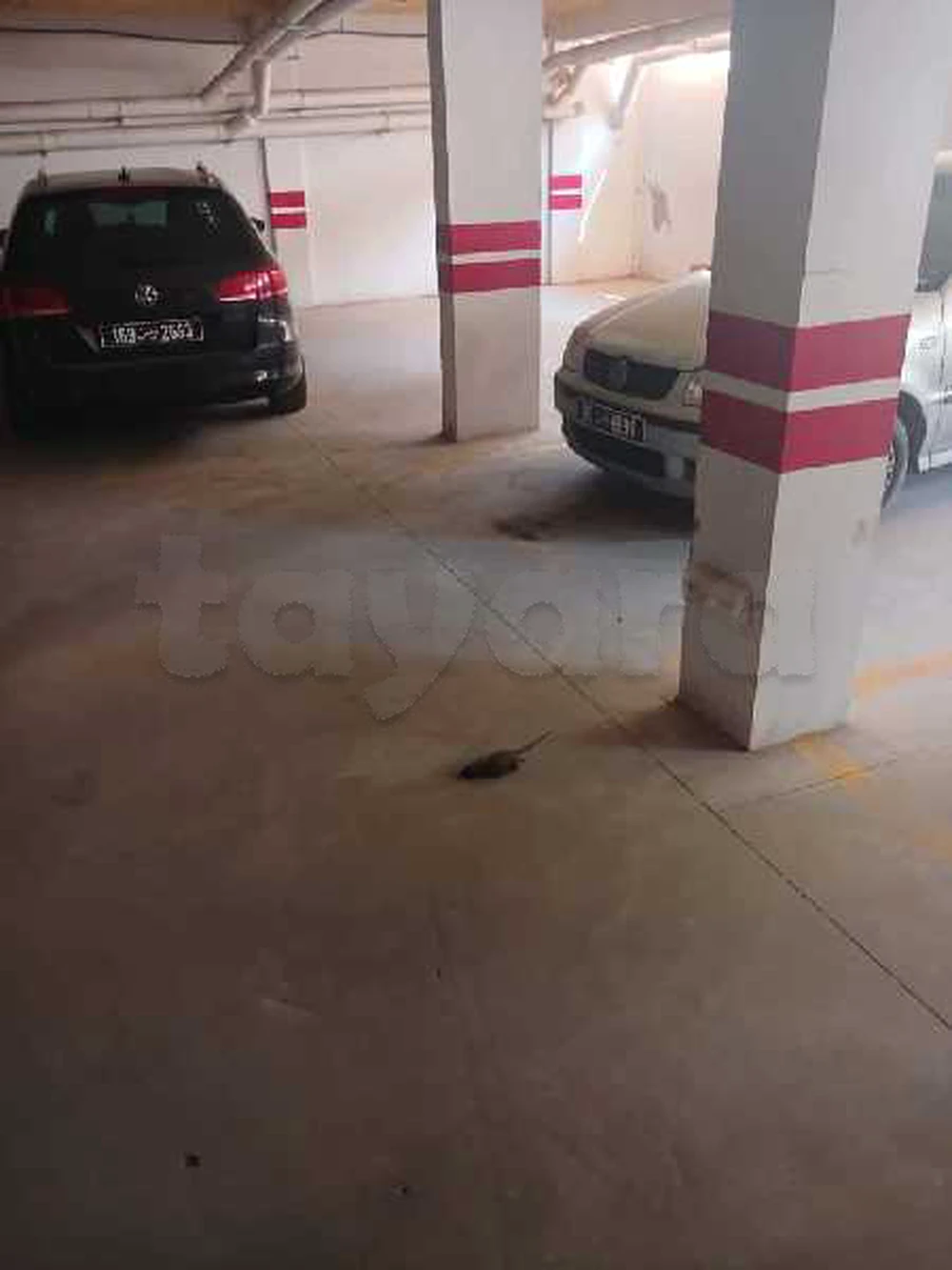 a louer appartement s+2 premier étage a lela beya sidi amor