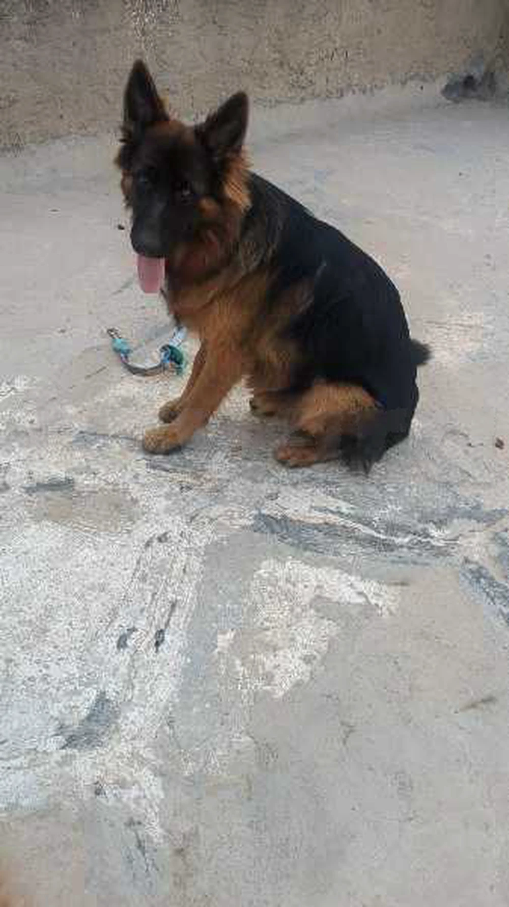 Berger allemand