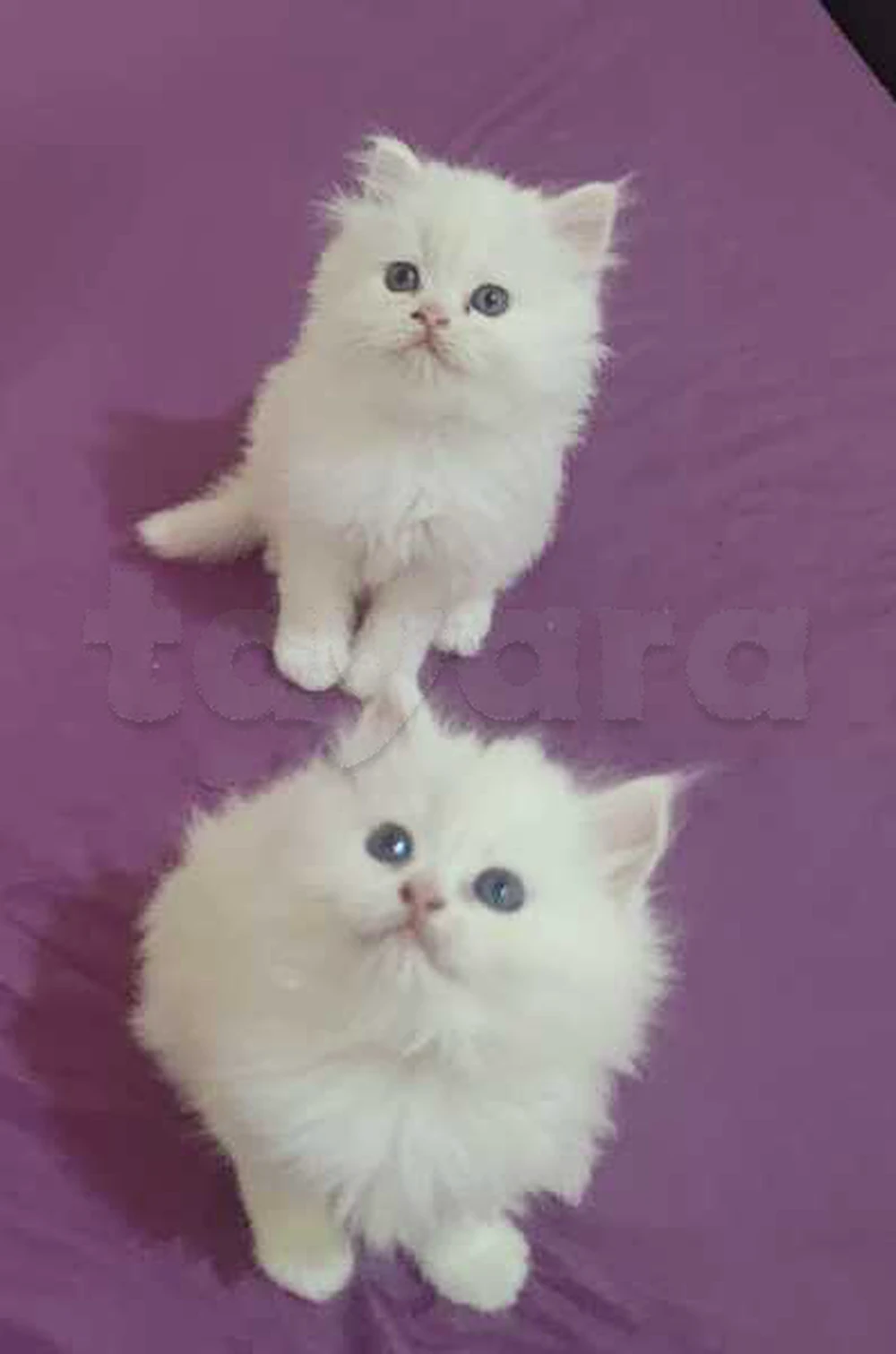 chats persans