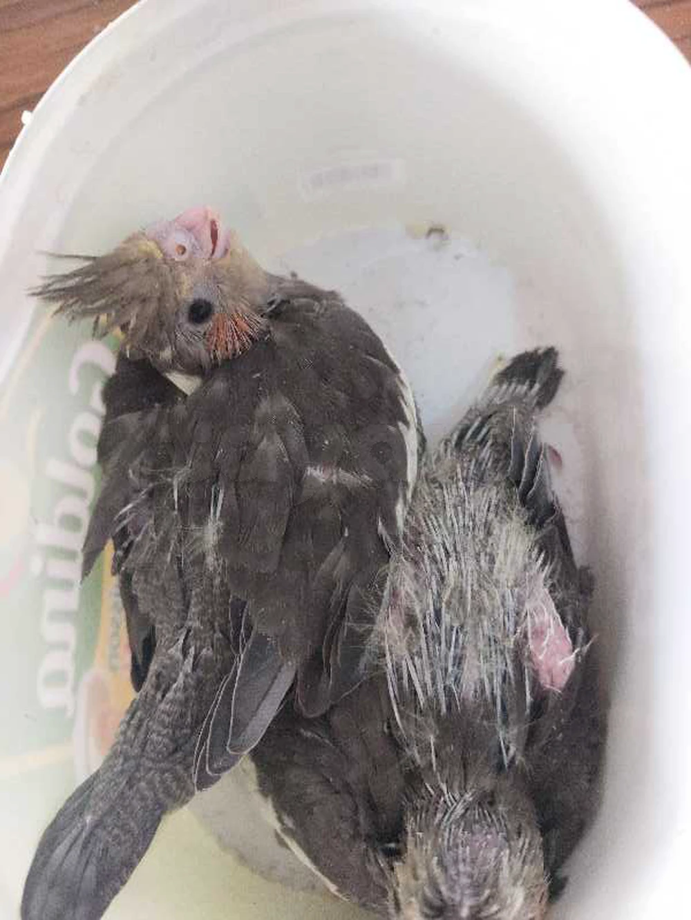 calopsittes 🦜🦜