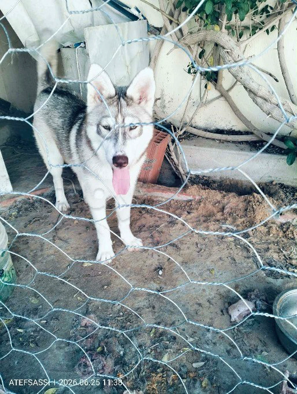 Husky sibérien rouge/gris et blanc.