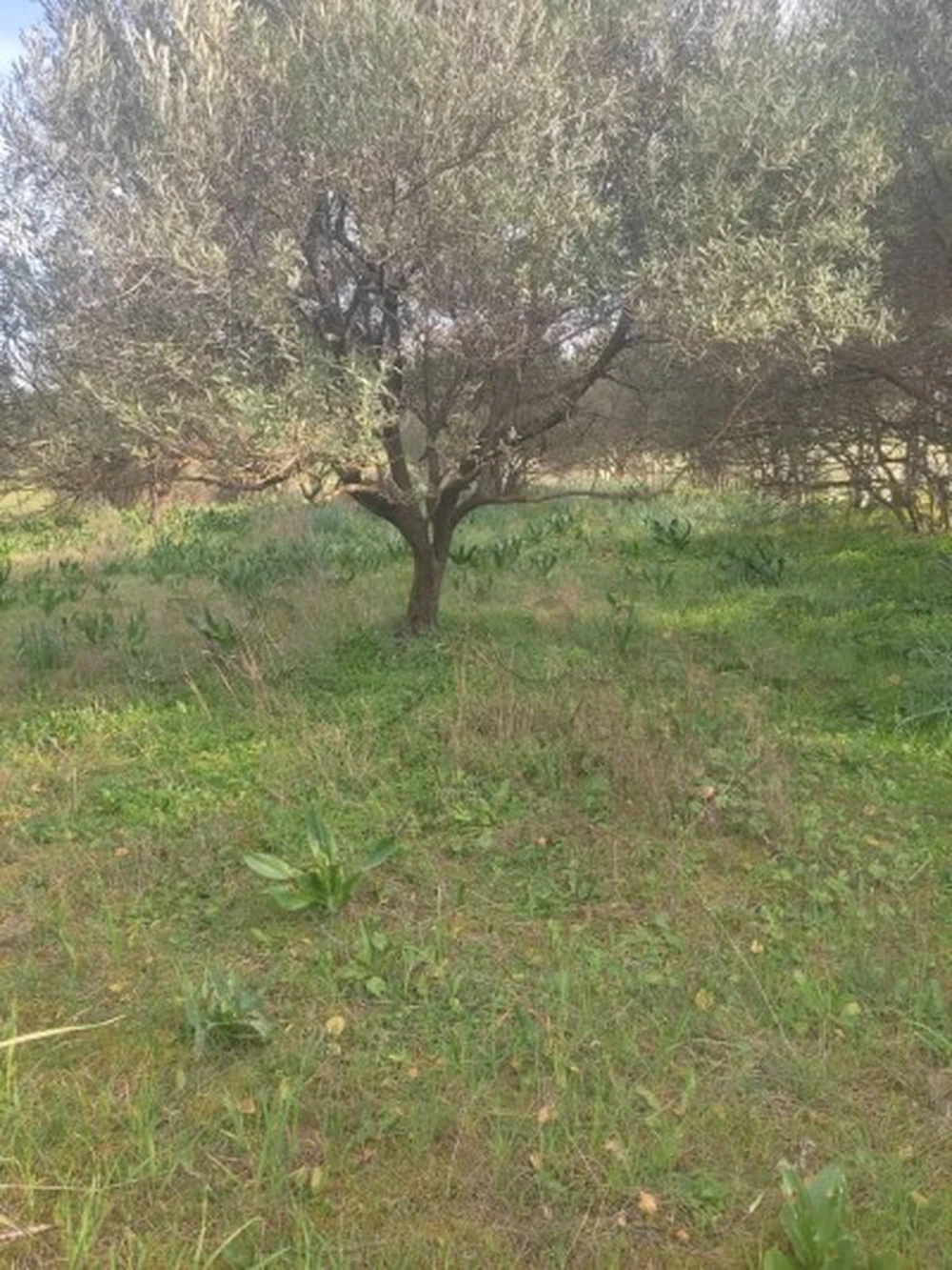 À VENDRE – 2 LOTS DE TERRAIN AGRICOLE À MEDJEZ EL BAB