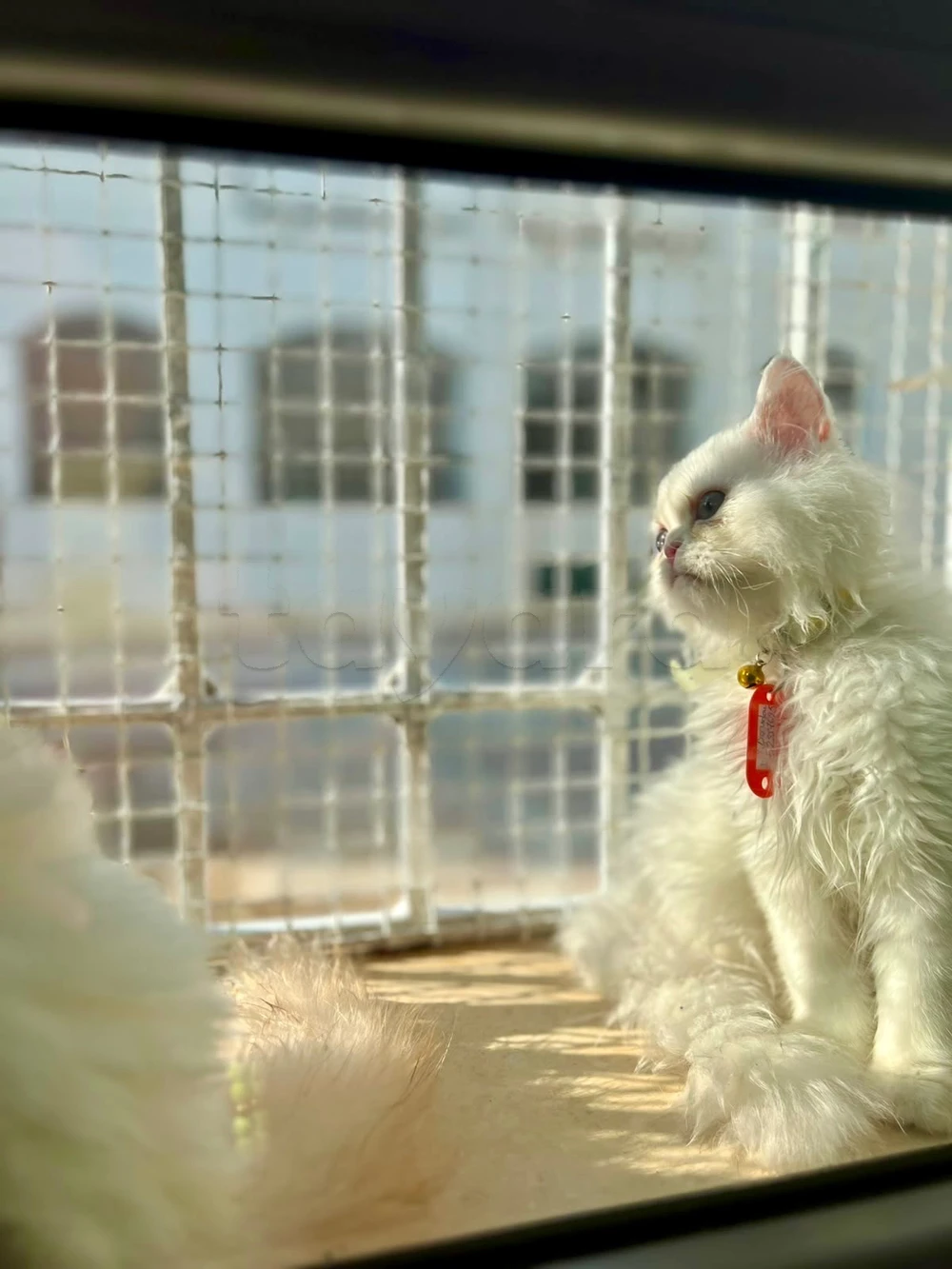 Chaton persan mâle de 5 mois - vacciné et propre