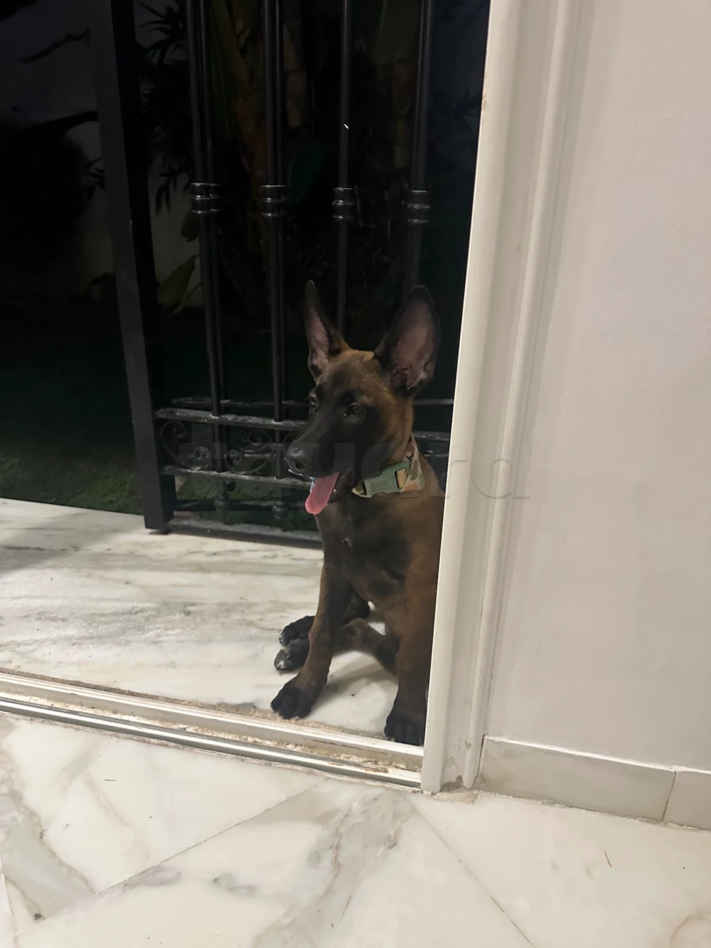Un super beau malinois 😍