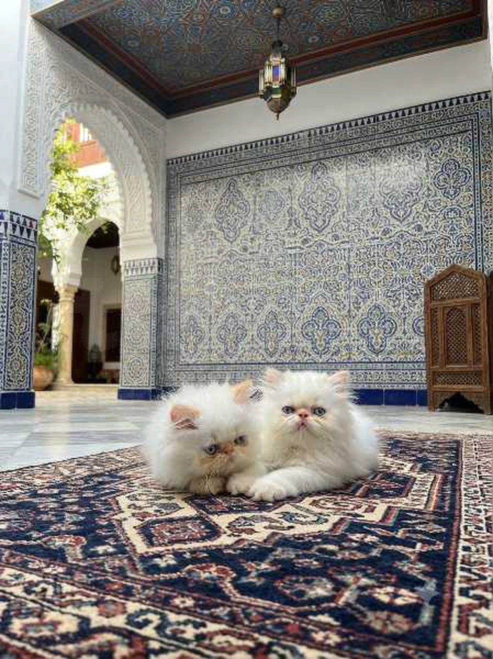 chat persan