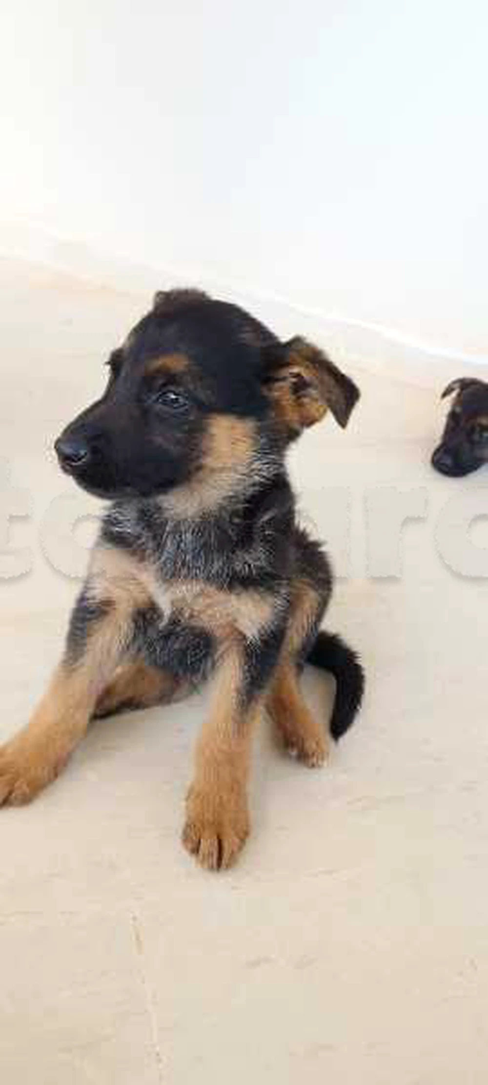 Carte voiture Audi 80