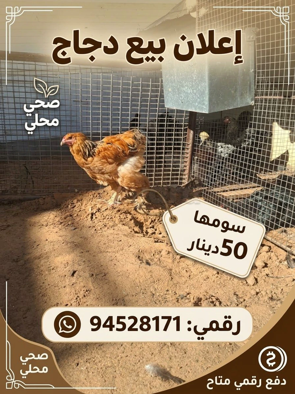 دجاج البراهما.. الملوك في حظيرتك