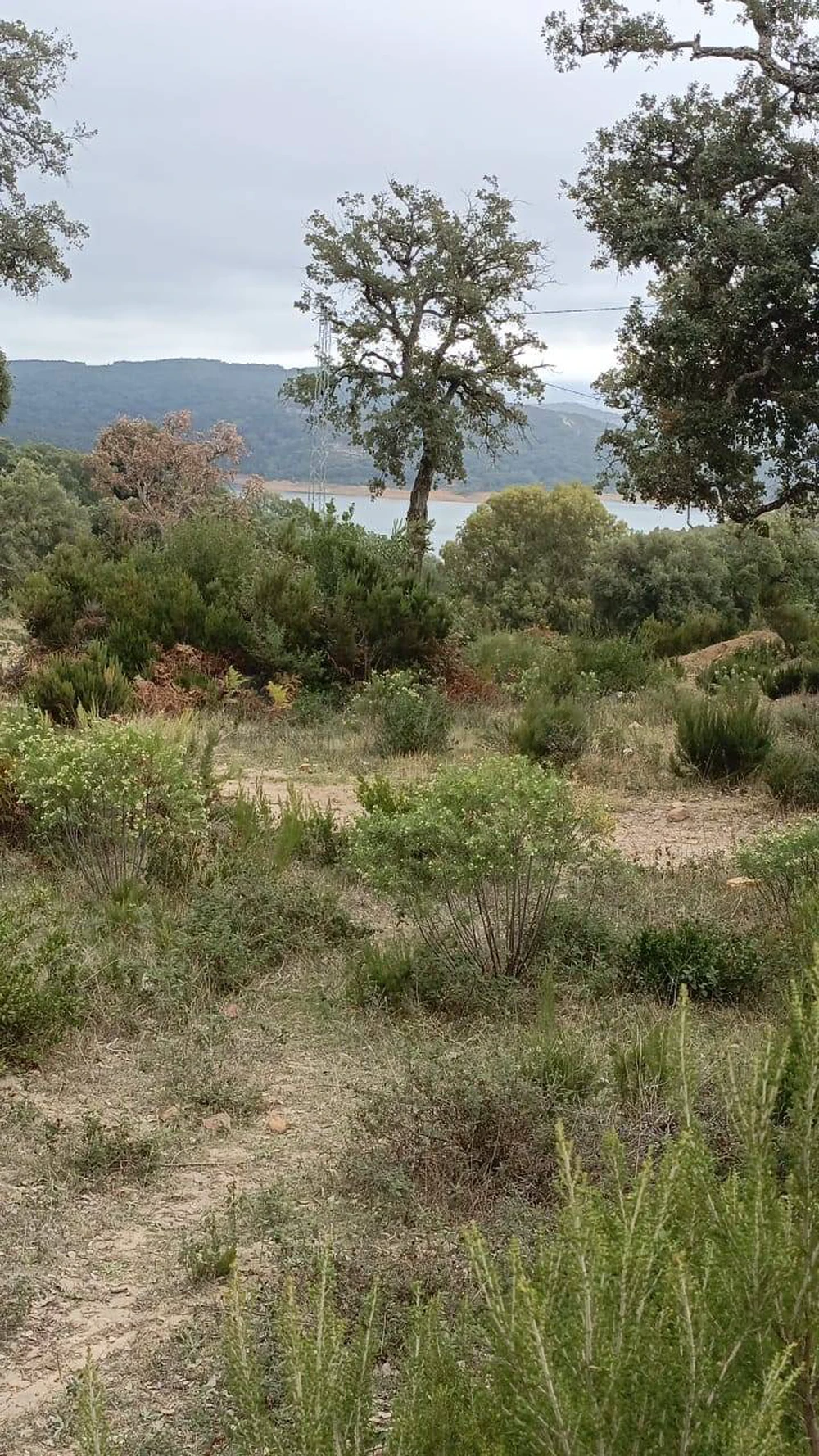 🌲 À VENDRE – TERRAIN À BÉNI MTIR
