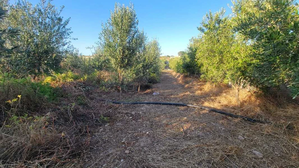 A vendre Sanya à borj El amri Mihrin