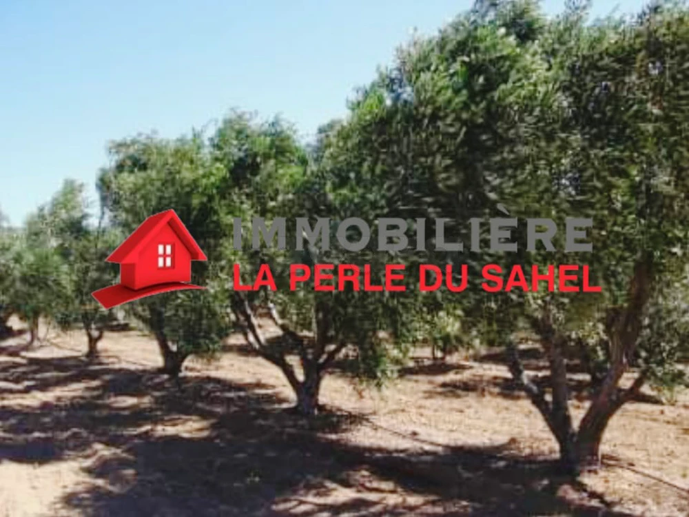 FERME de 35000 m² Contenant 850 oliviers à KALAA KBIRA