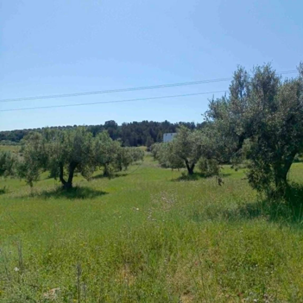 AV terrain 9000m+120 oliviers à zaghouan 99958728
