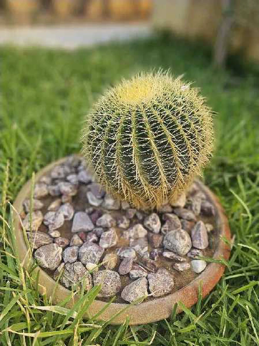 Fleur Nsibti Laziza .