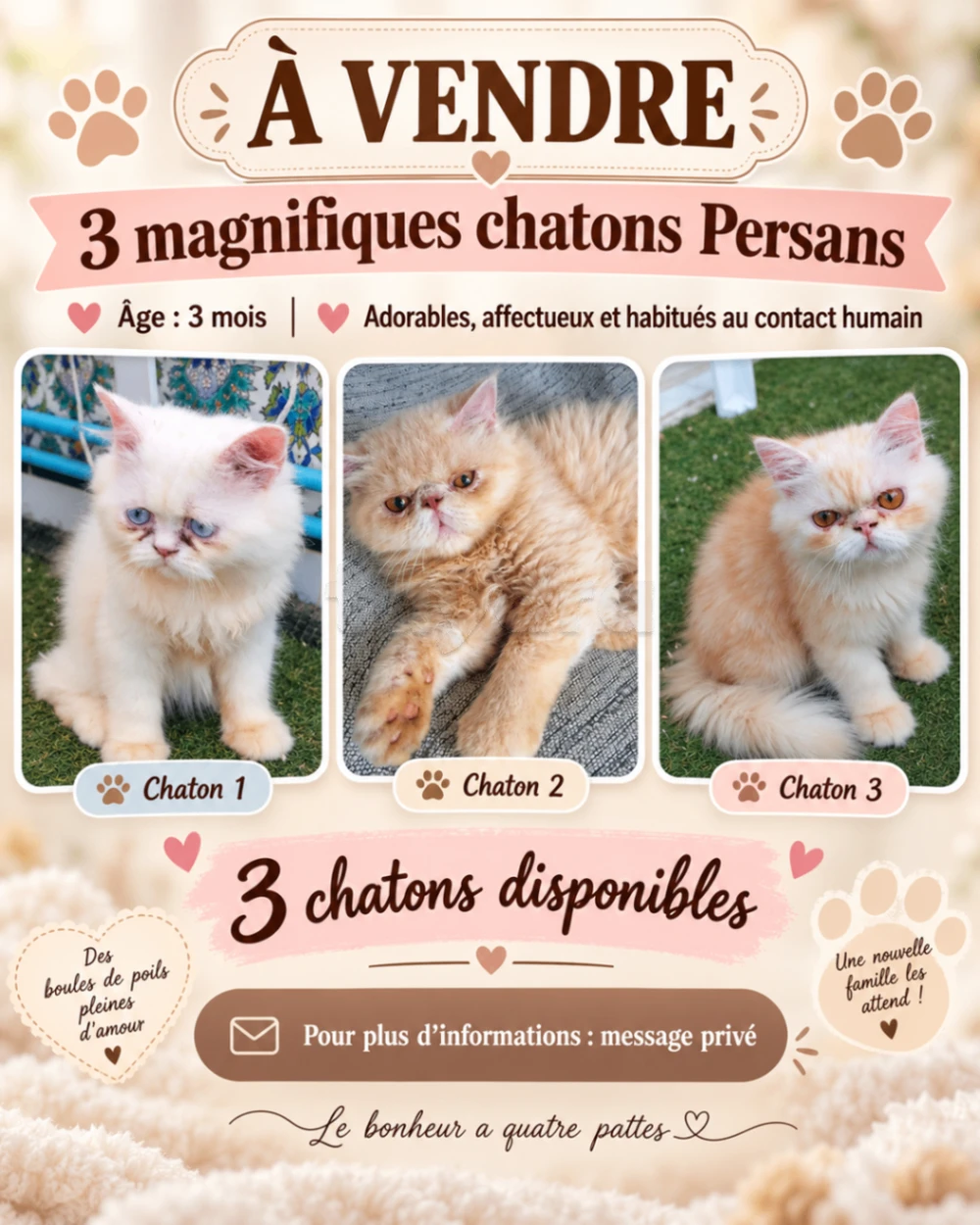 Chatons Persans