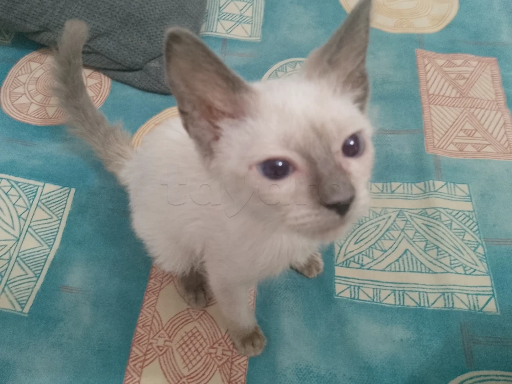 Chatons a vendre