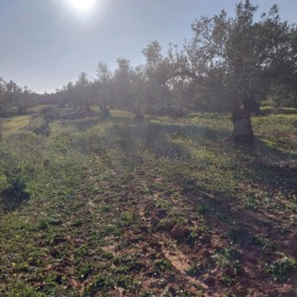 ferme a kalaa kebira