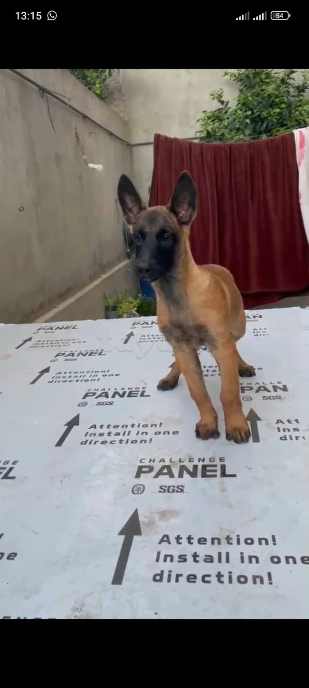 chiot femelle malinois
