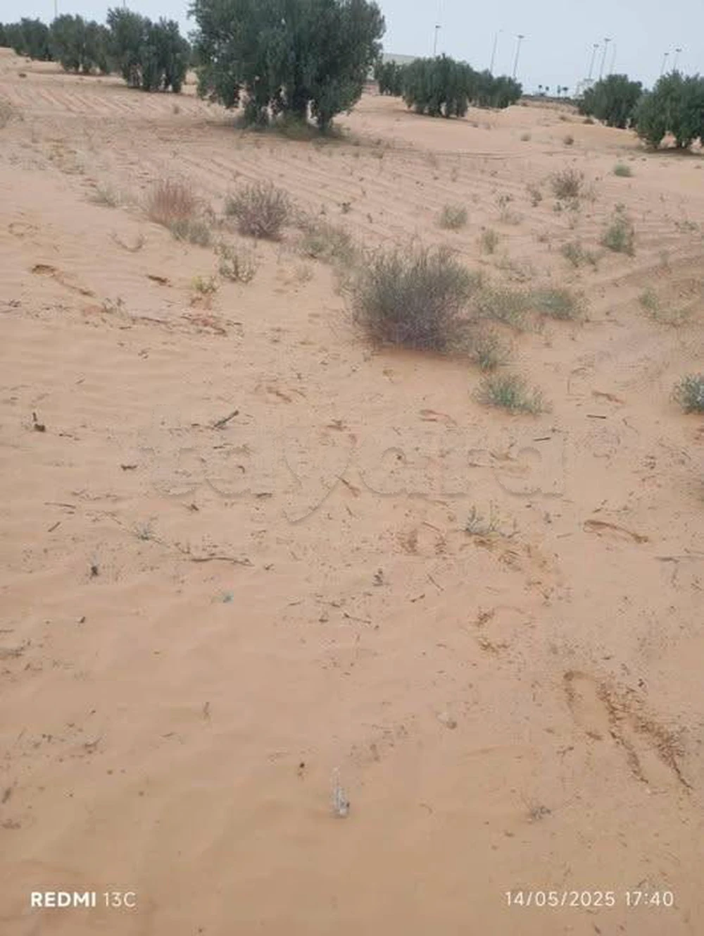 حوازة زيتون للبيع
