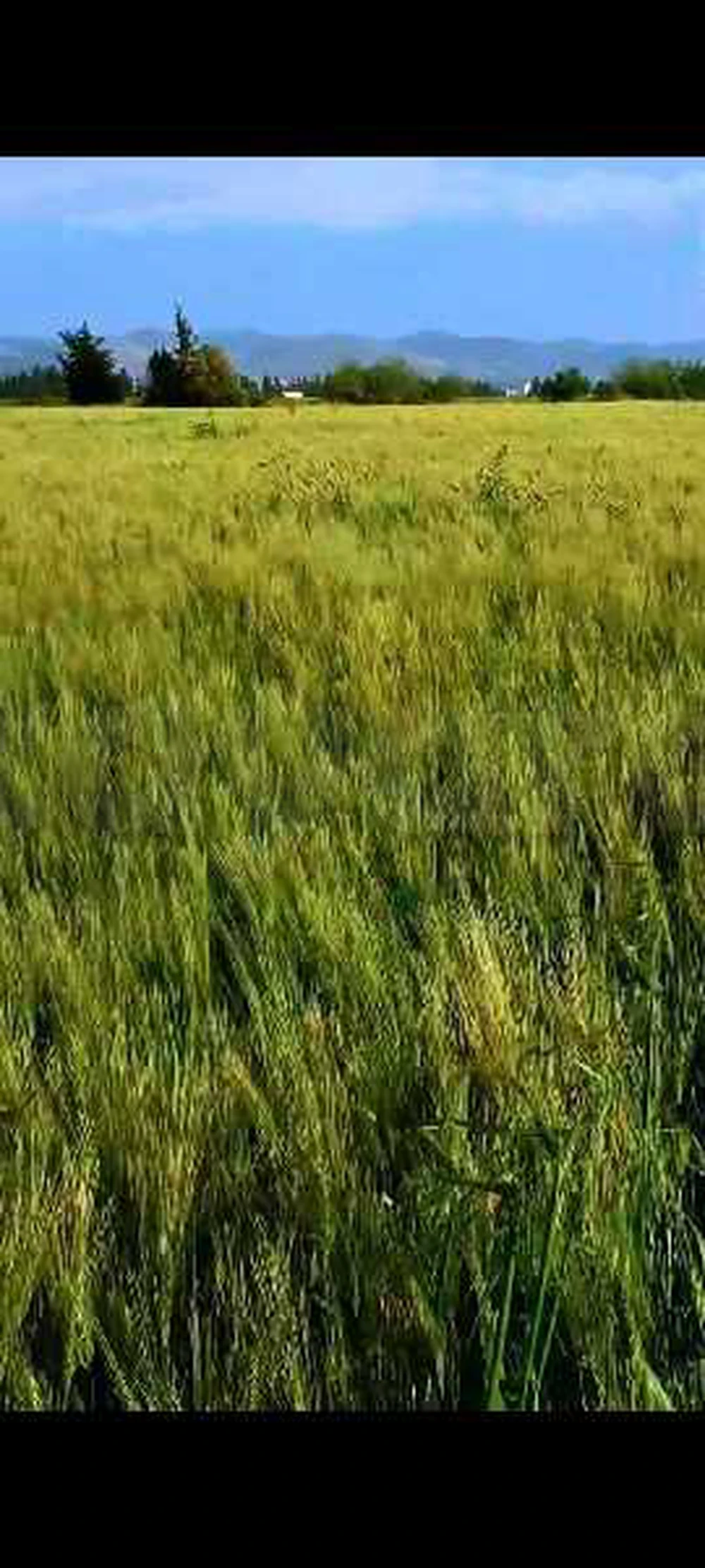 A vendre terrain 2 hictar شرفش1
