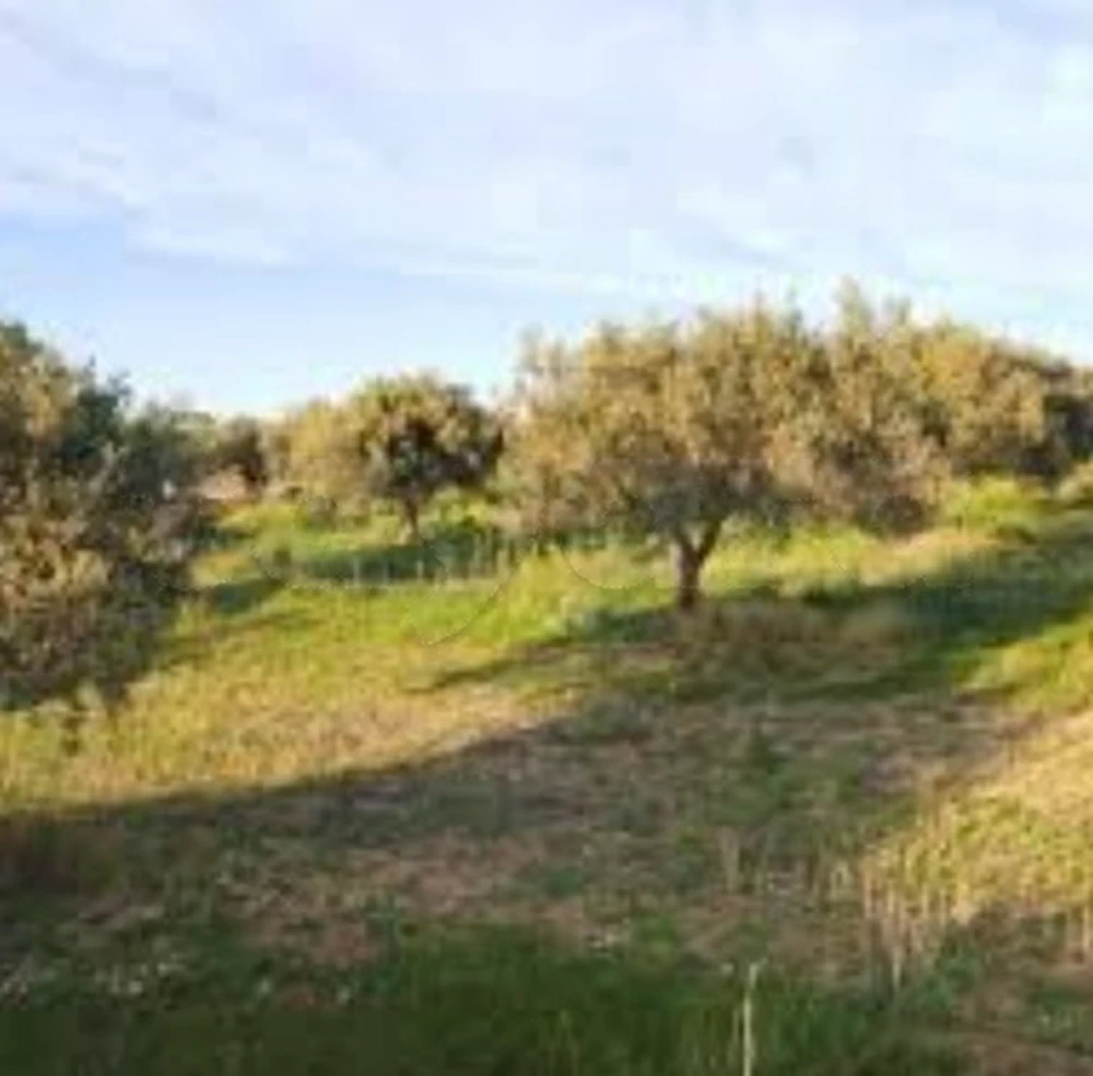 Terrain agricole avec Oliviers à vendre