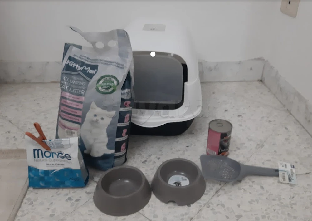 🐱 [À VENDRE] Kit complet d'accessoires pour chat / chaton (Très bon état)
