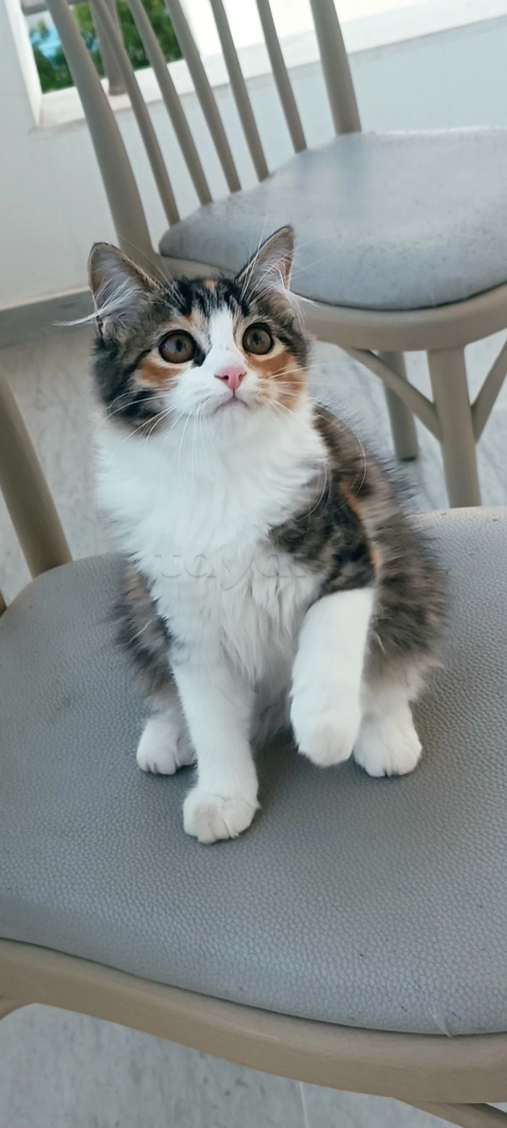 Chat croisée angora &persan à vendre