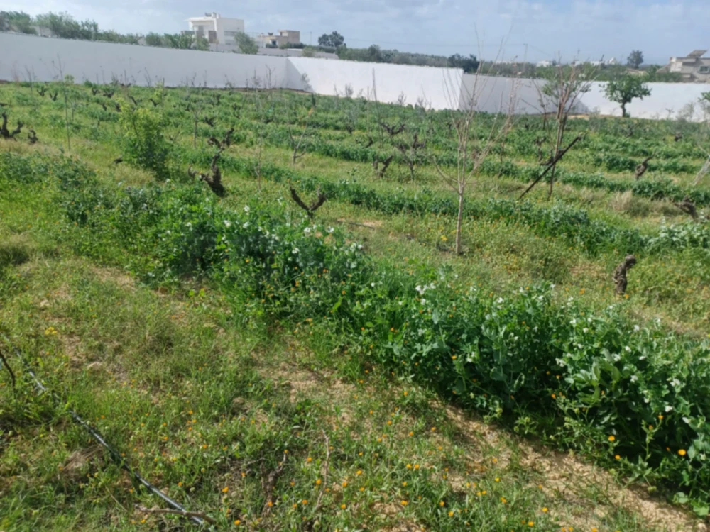 Vend terrain 4000m2