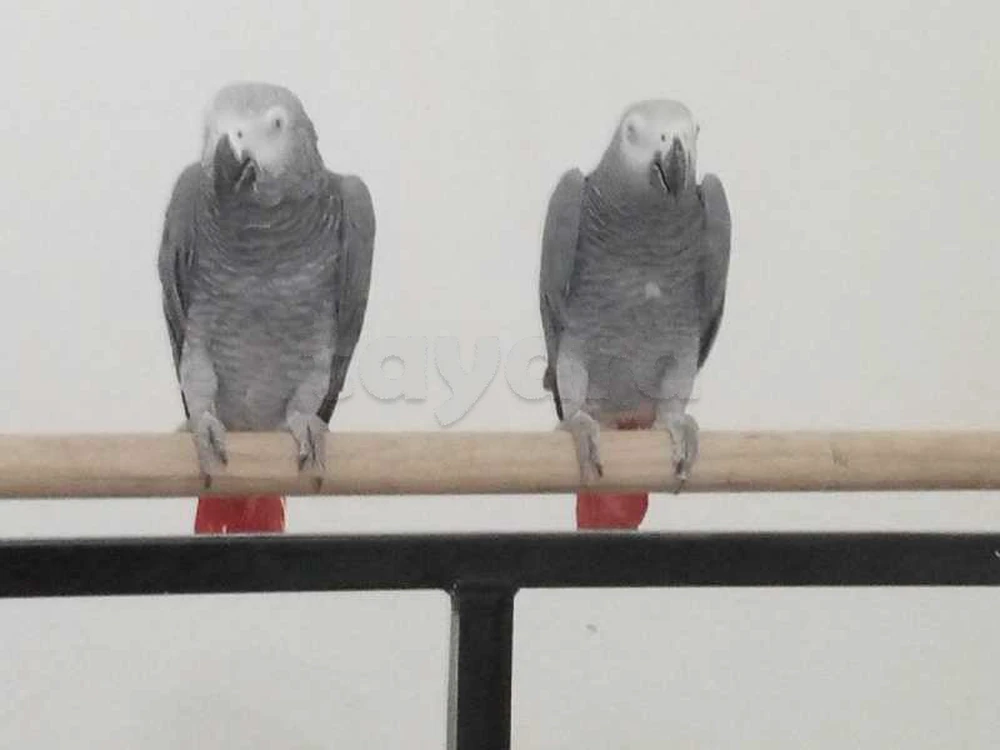 Gris du Gabon