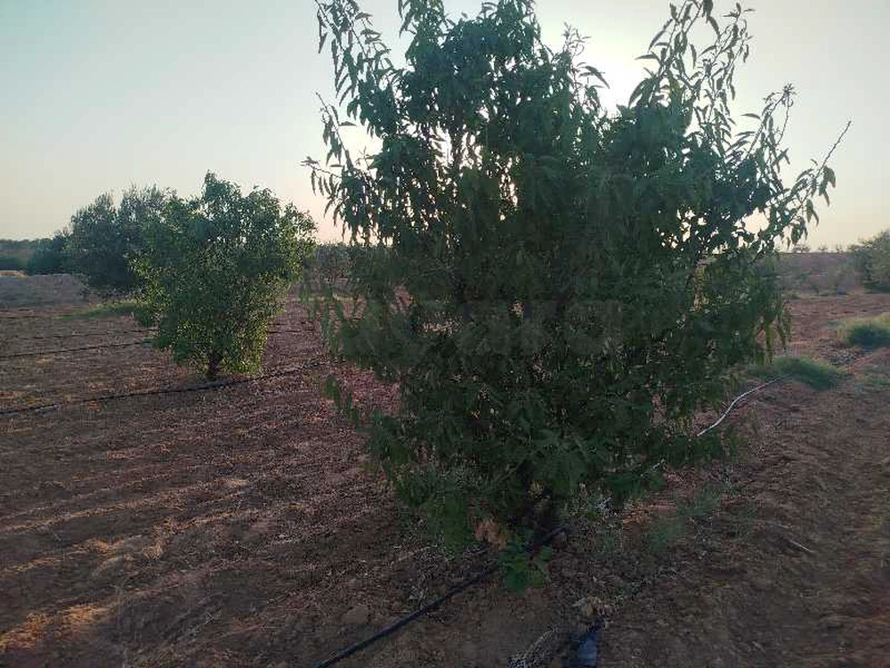 مشروع فلاحي