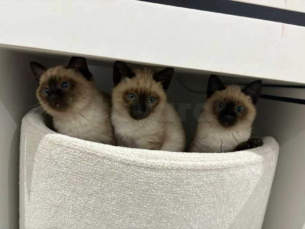 chat siamois