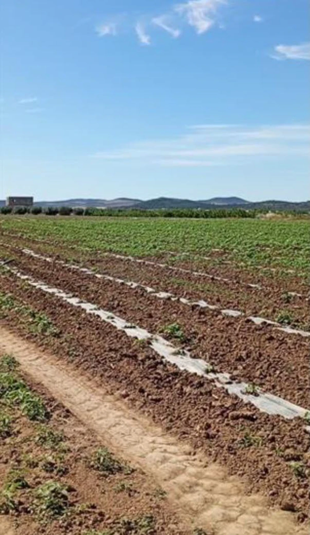 A Vendre Terrain Agricole au Mdejez el Beb