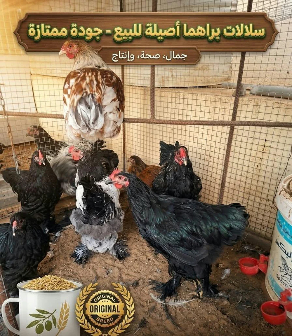 دجاجوخرافيبرهمةهجين (Brahma Croisé) ممتاز