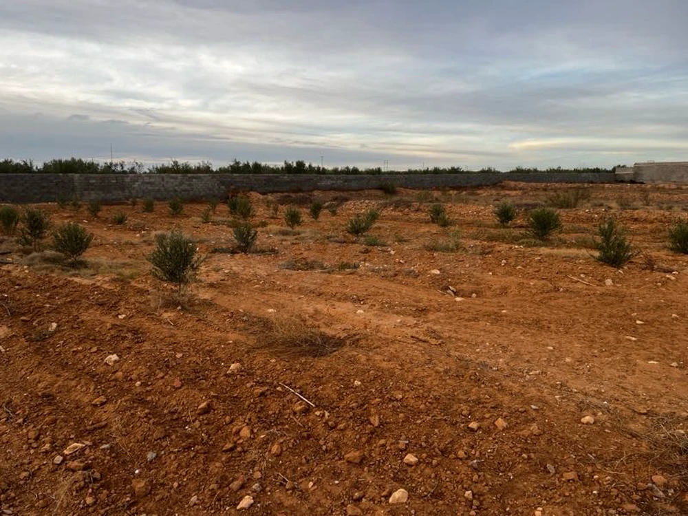 terrain petit olive 🫒 sidi salah
