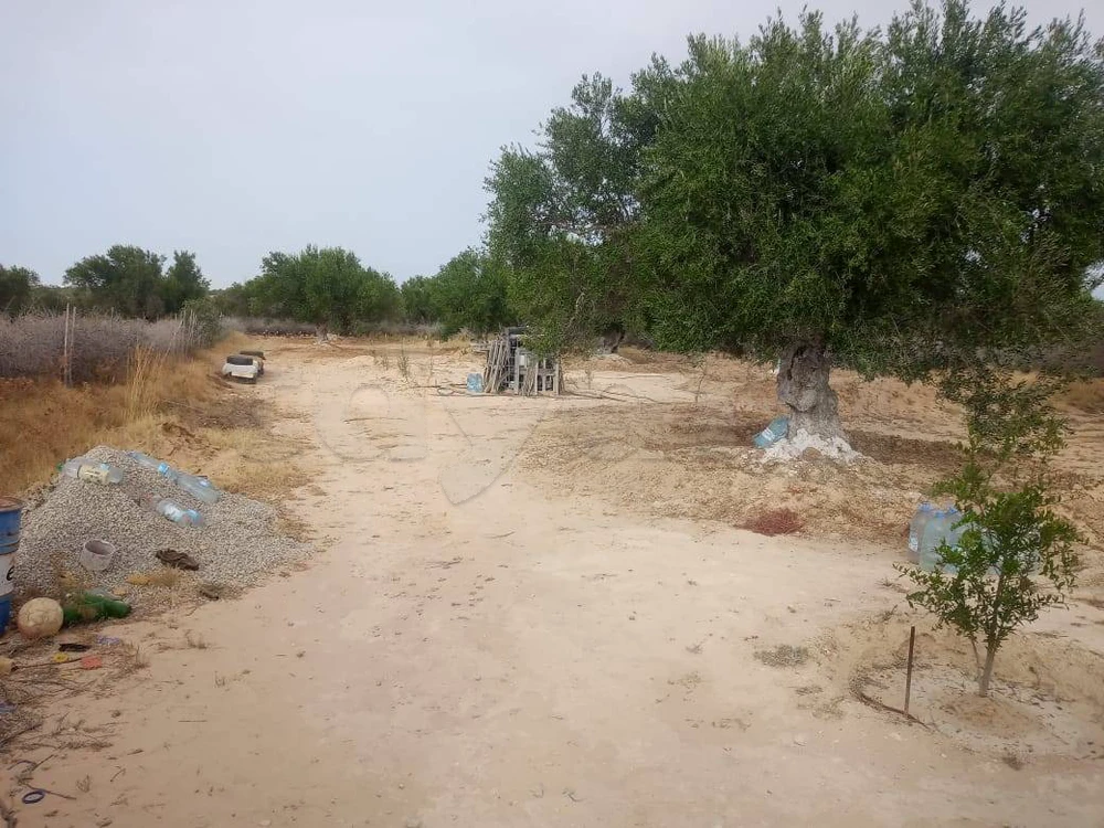 للبيع ارض فلاحية ( غرس) A vendre Terrain agricole (planté)