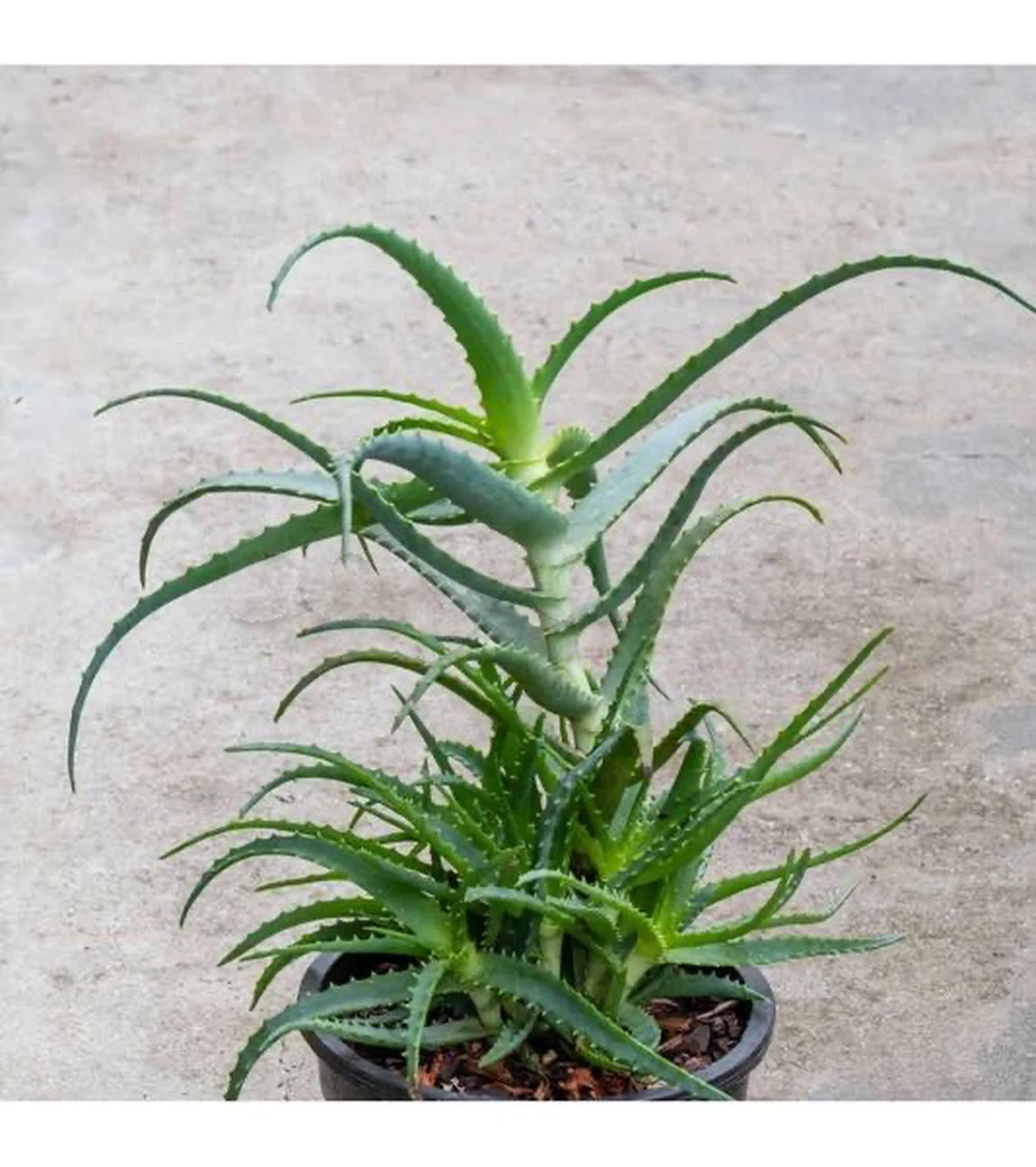 Magnifique Aloe Vera 🌿