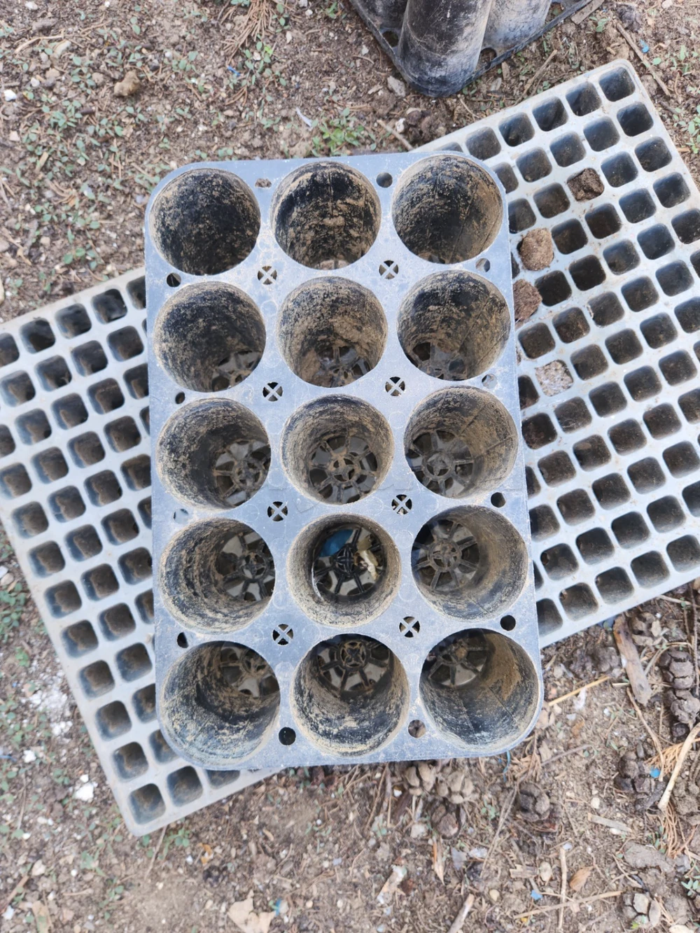 Plateaux de germination