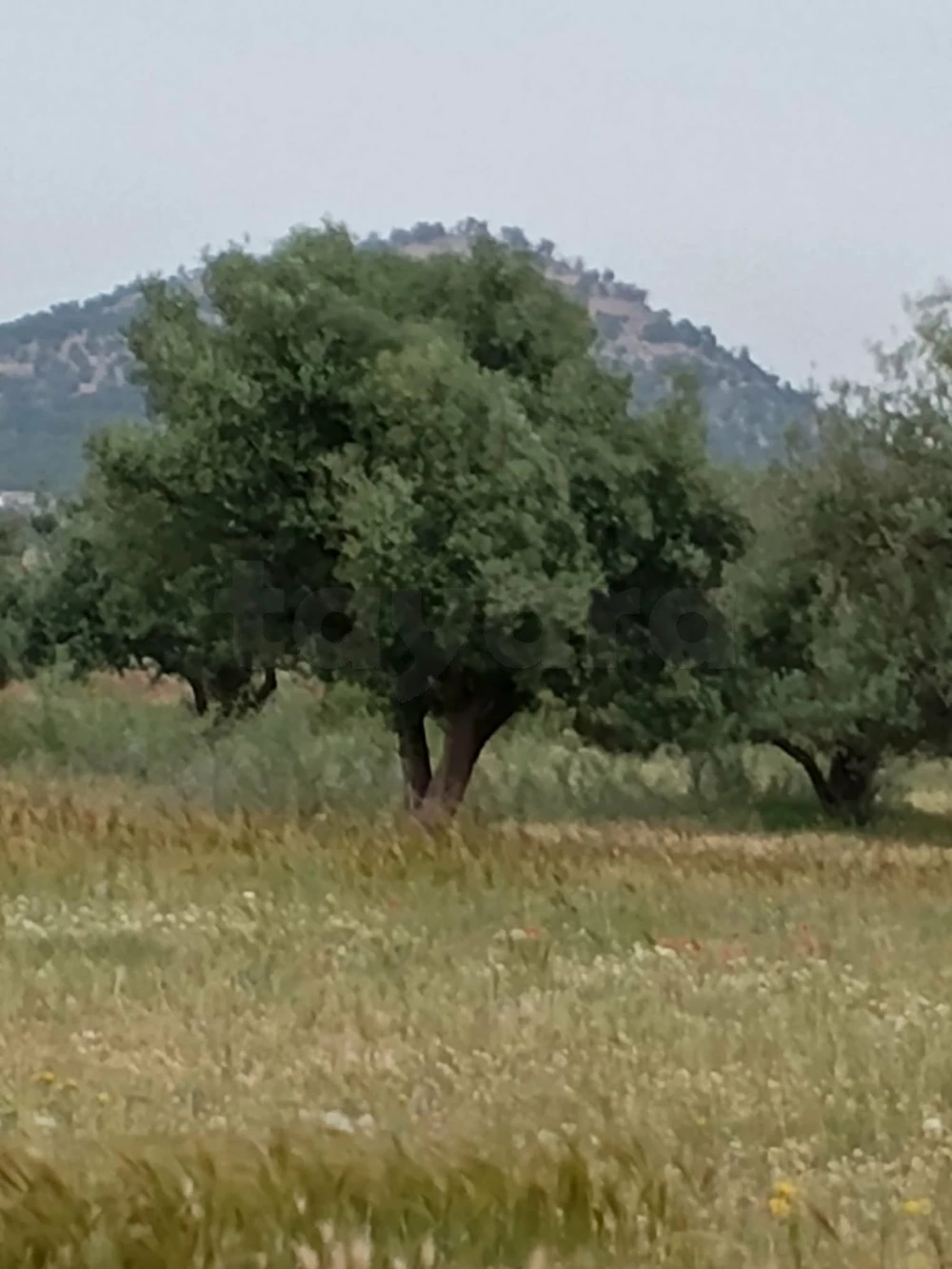 Terreny