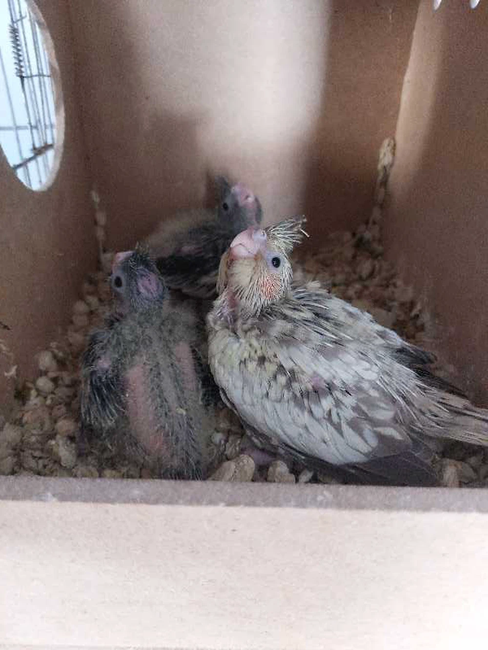 Cockatiel🦜froukh🦜🦜
