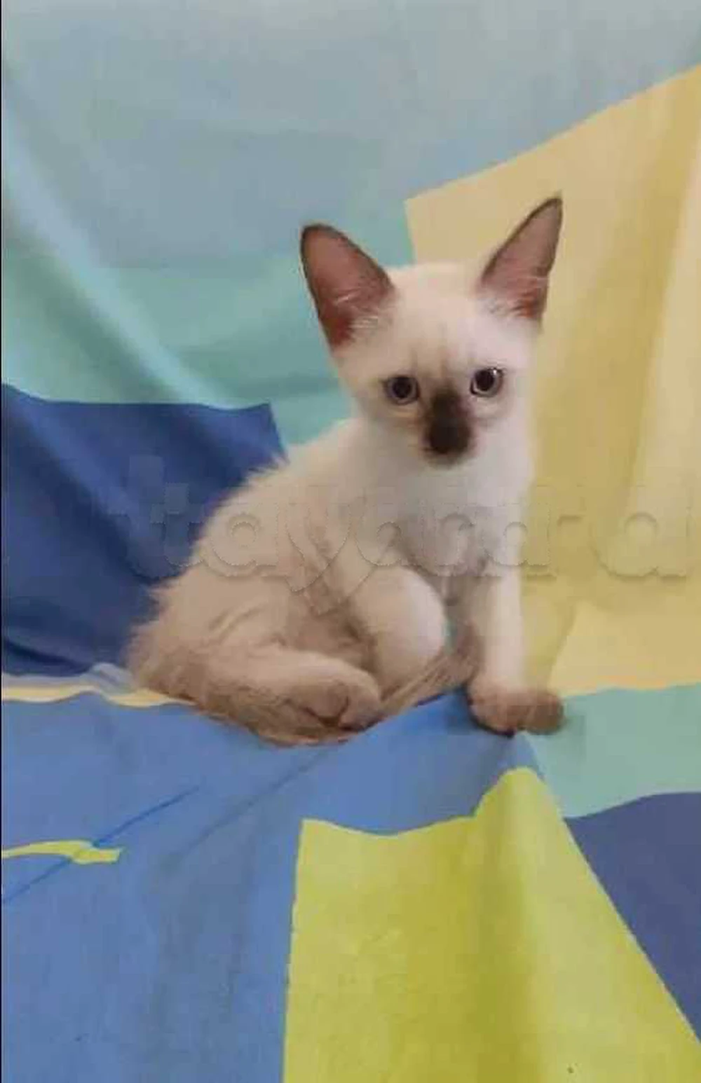 chatons siamois
