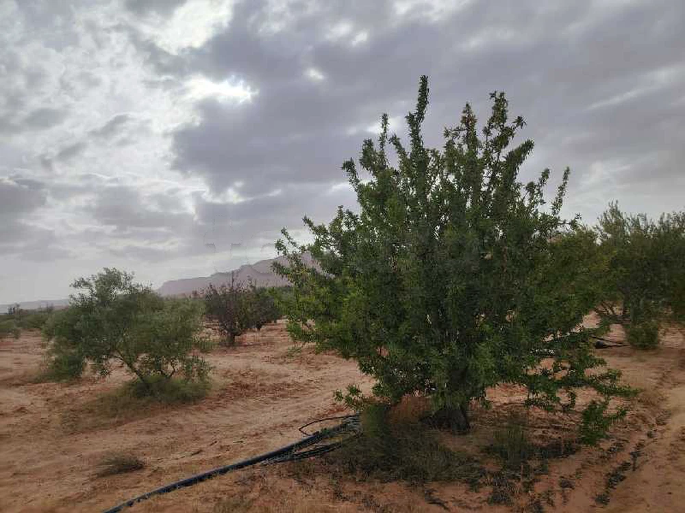 للبيع أو للتبديل بسيارة مشروع فلاحي متكامل