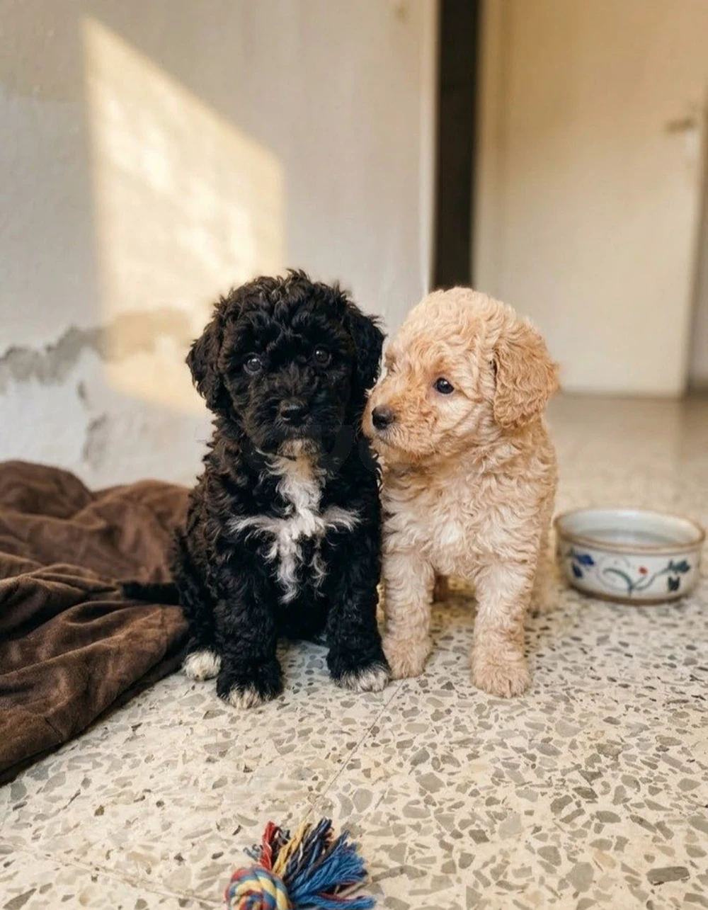 Bichon