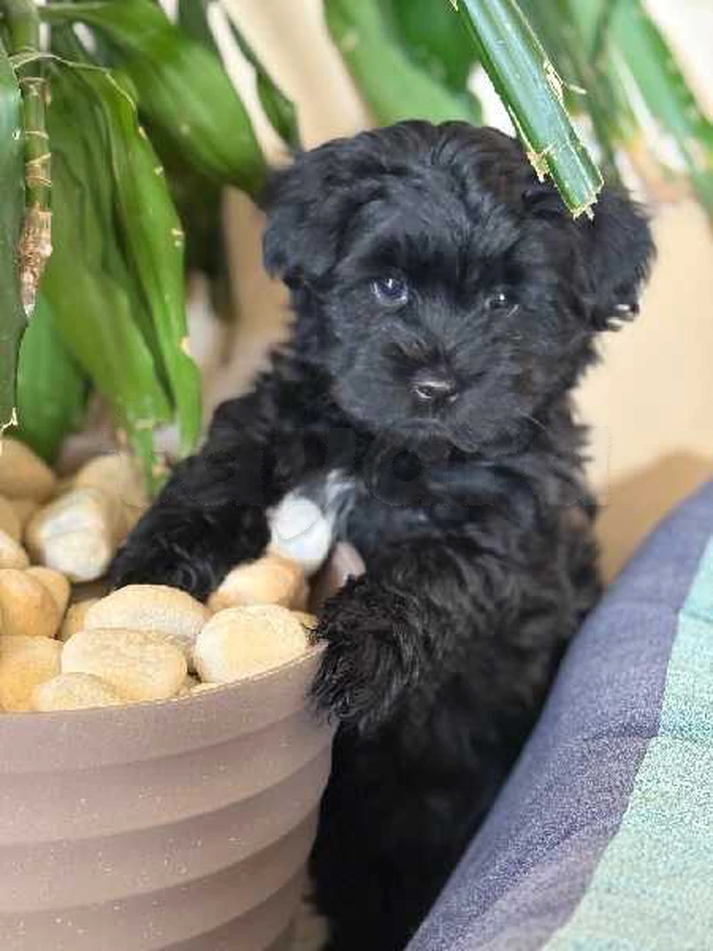 chien bichon