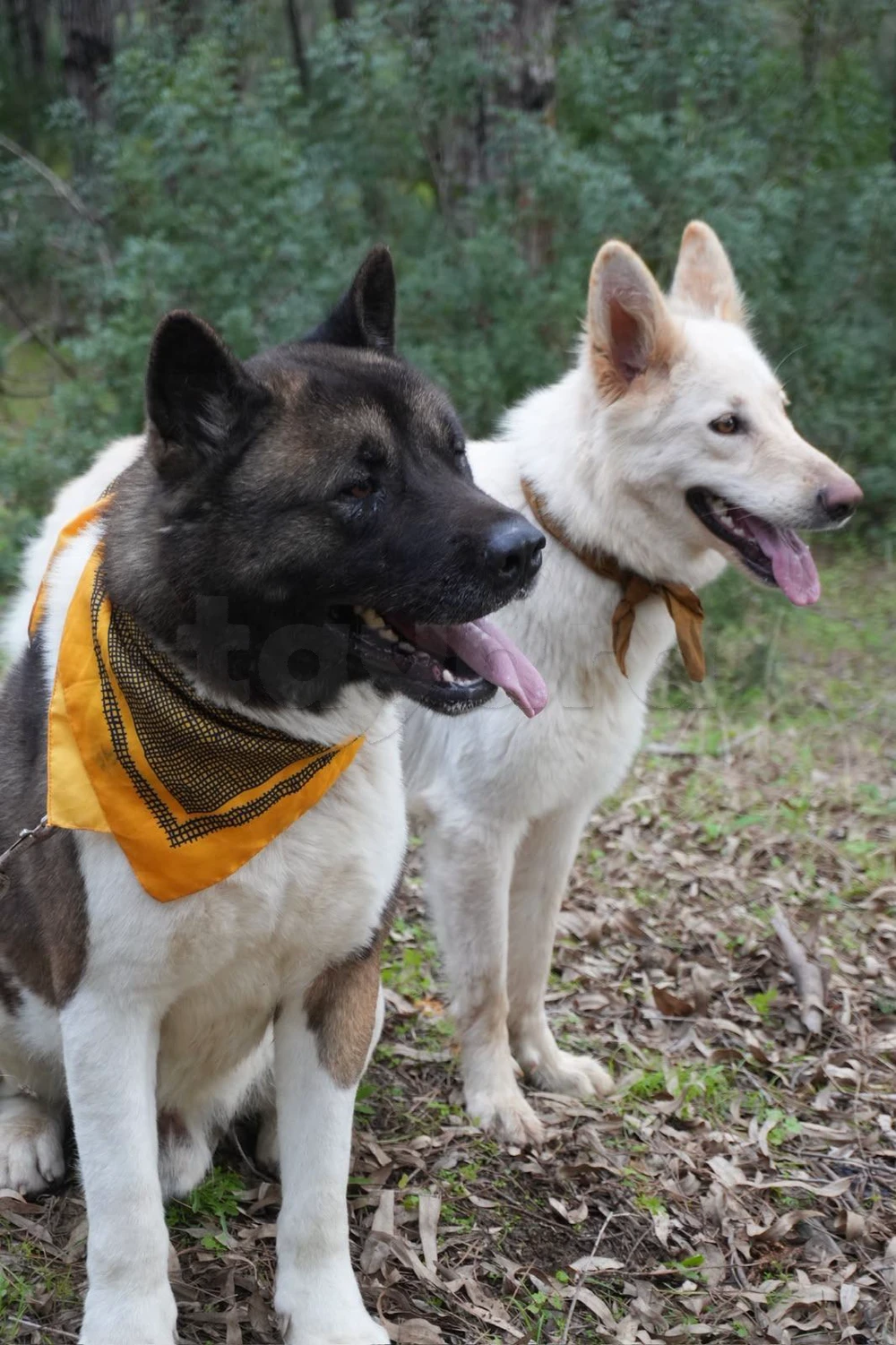 Akita américain