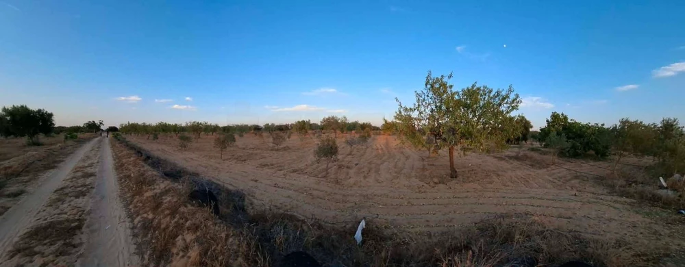 Terrain agricole d'une superficie de 6 643 m² à El Badarna, Sfax.
