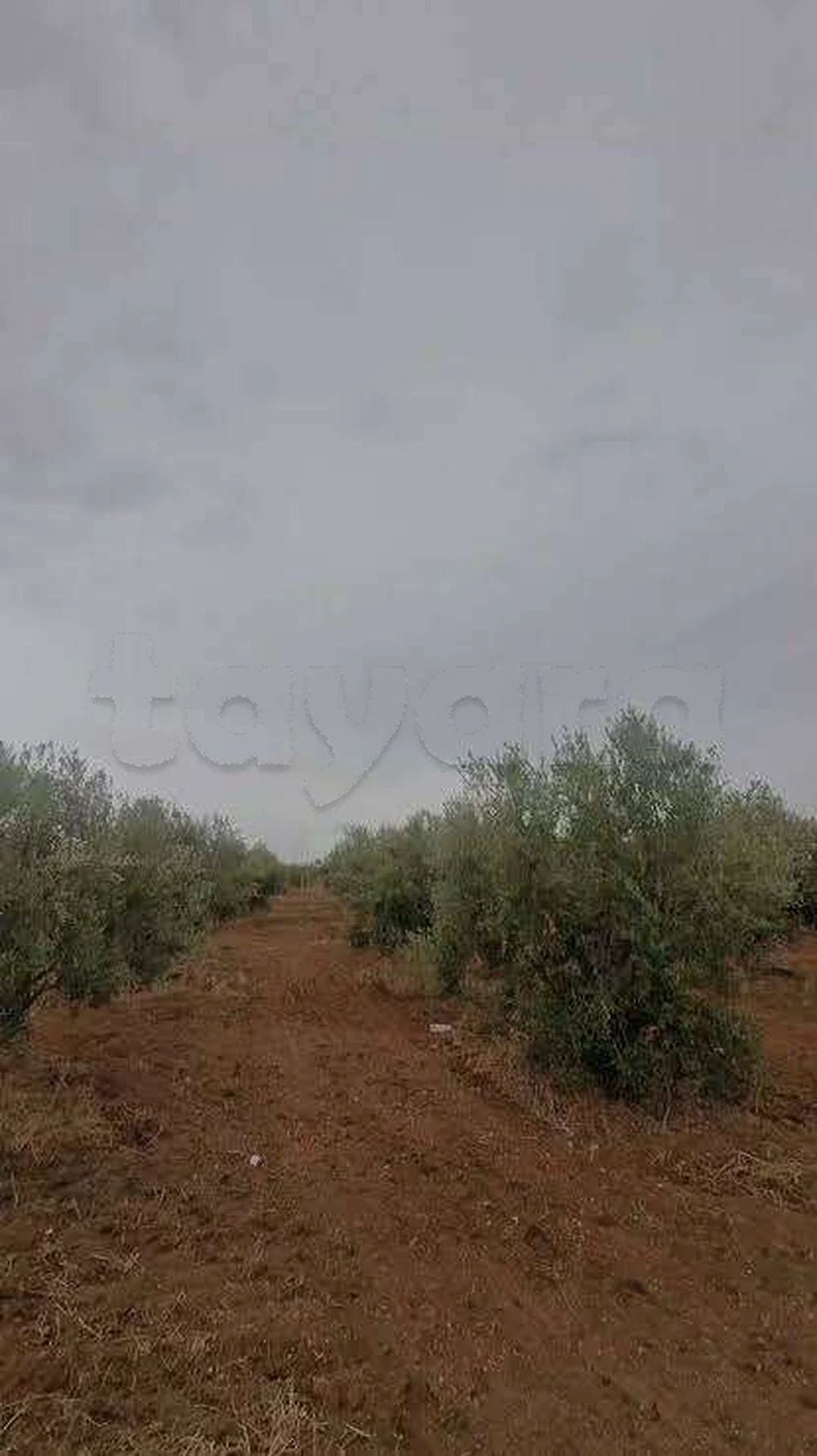 ارض فلاحية للاستثمار