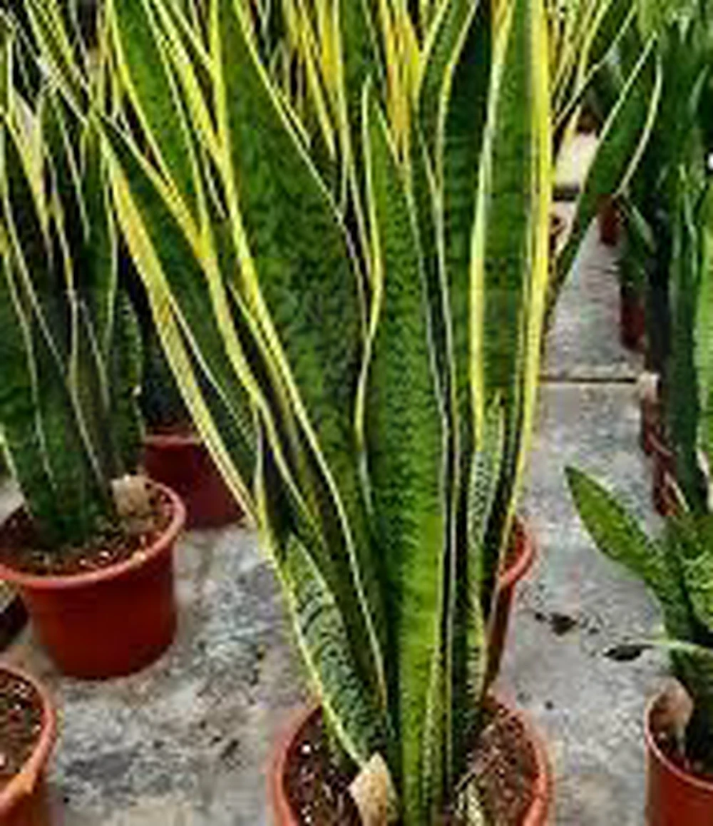 Sansevieria : plante naturelle