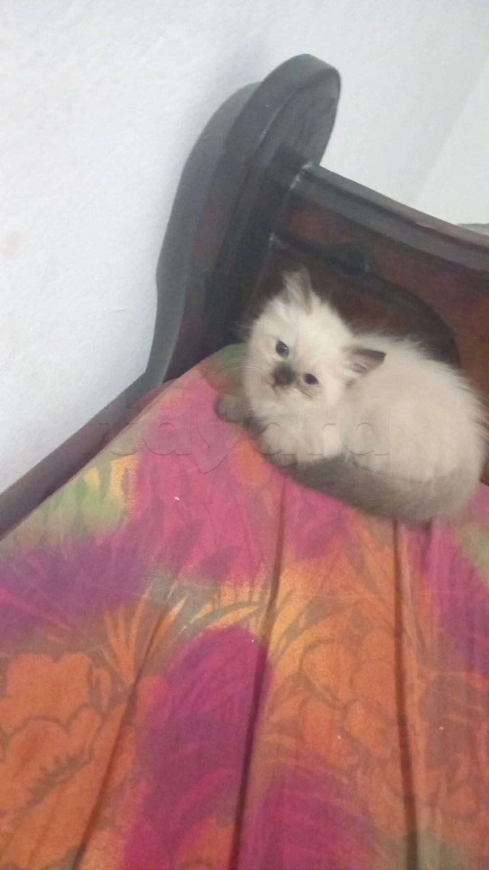 Chaton siamois de race pure à vendre