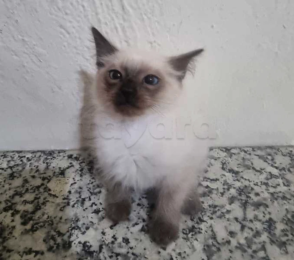 chat siamois